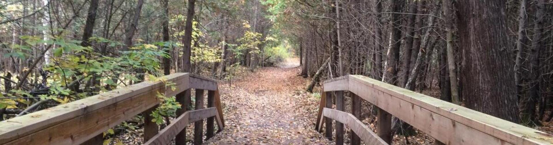 Walking bridge in forest