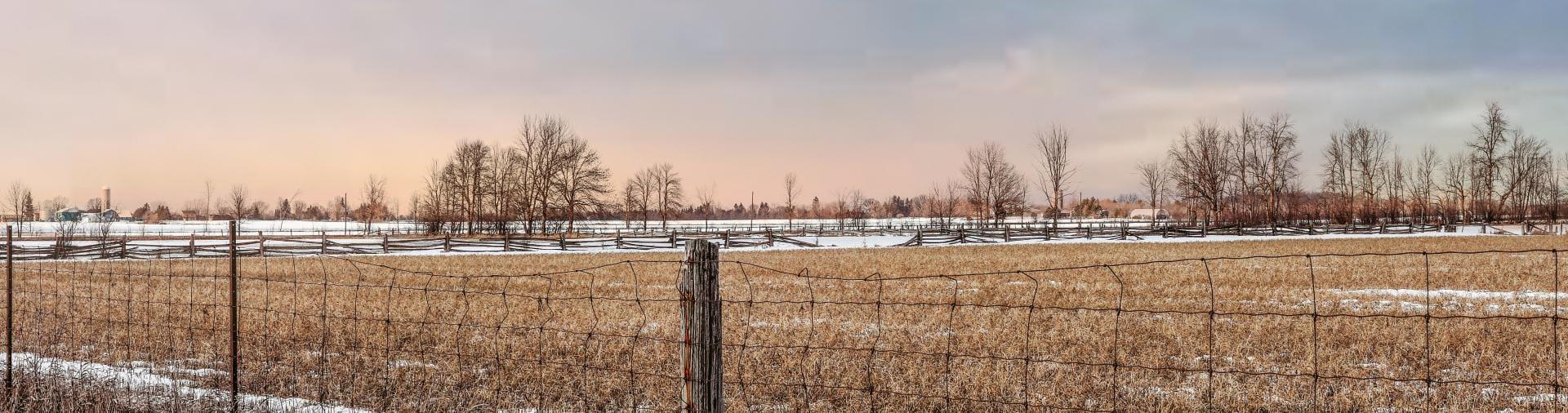 Photo of Crop Field