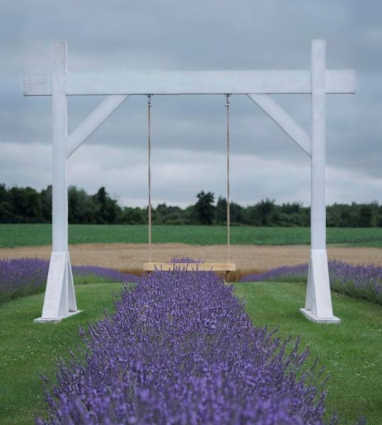 lavender in bloom at Braydale Lavender