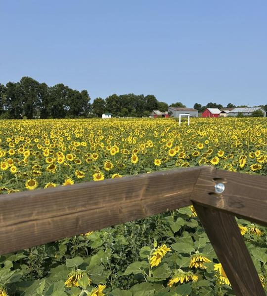 Fields of Gold sunflower fields