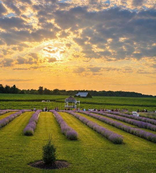Lavande Braydale Lavender Farm