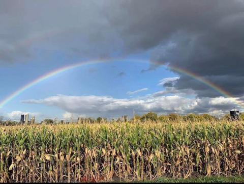 Rainbow over crops in Crysler