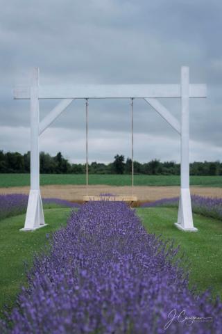 lavender in bloom at Braydale Lavender