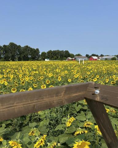 Fields of Gold sunflower fields