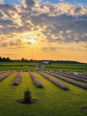 Lavande Braydale Lavender Farm